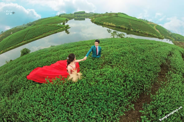 Cầu Cau - đảo chè Thanh An